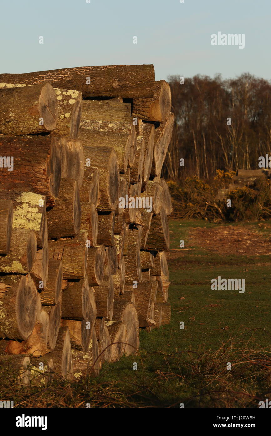 Pile of felled trees stacked Stock Photo