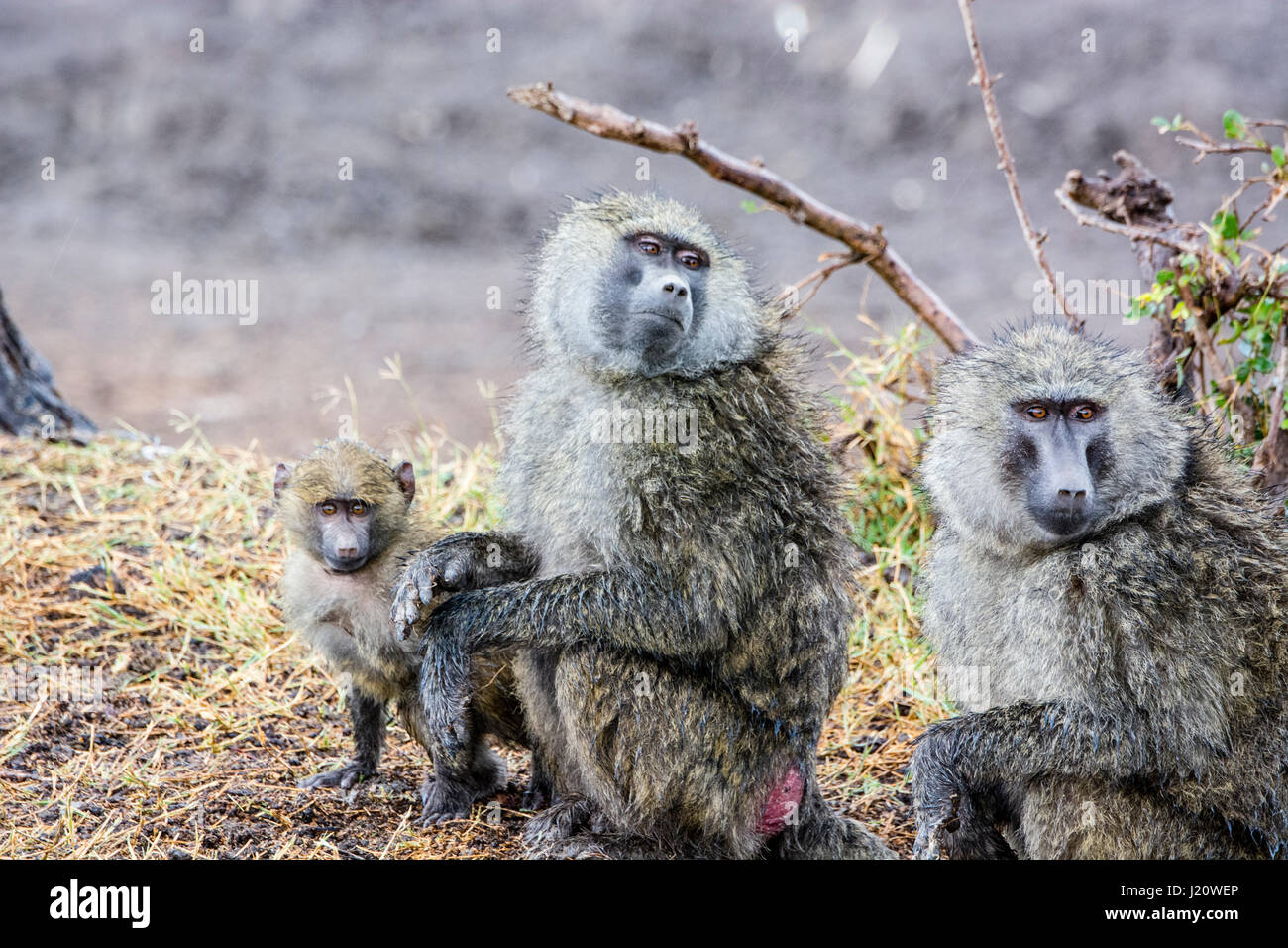 Family of wild Olive Baboons, Papio anubis, with a small baby, Ol Pejeta Conservancy, Kenya, East Africa Stock Photo