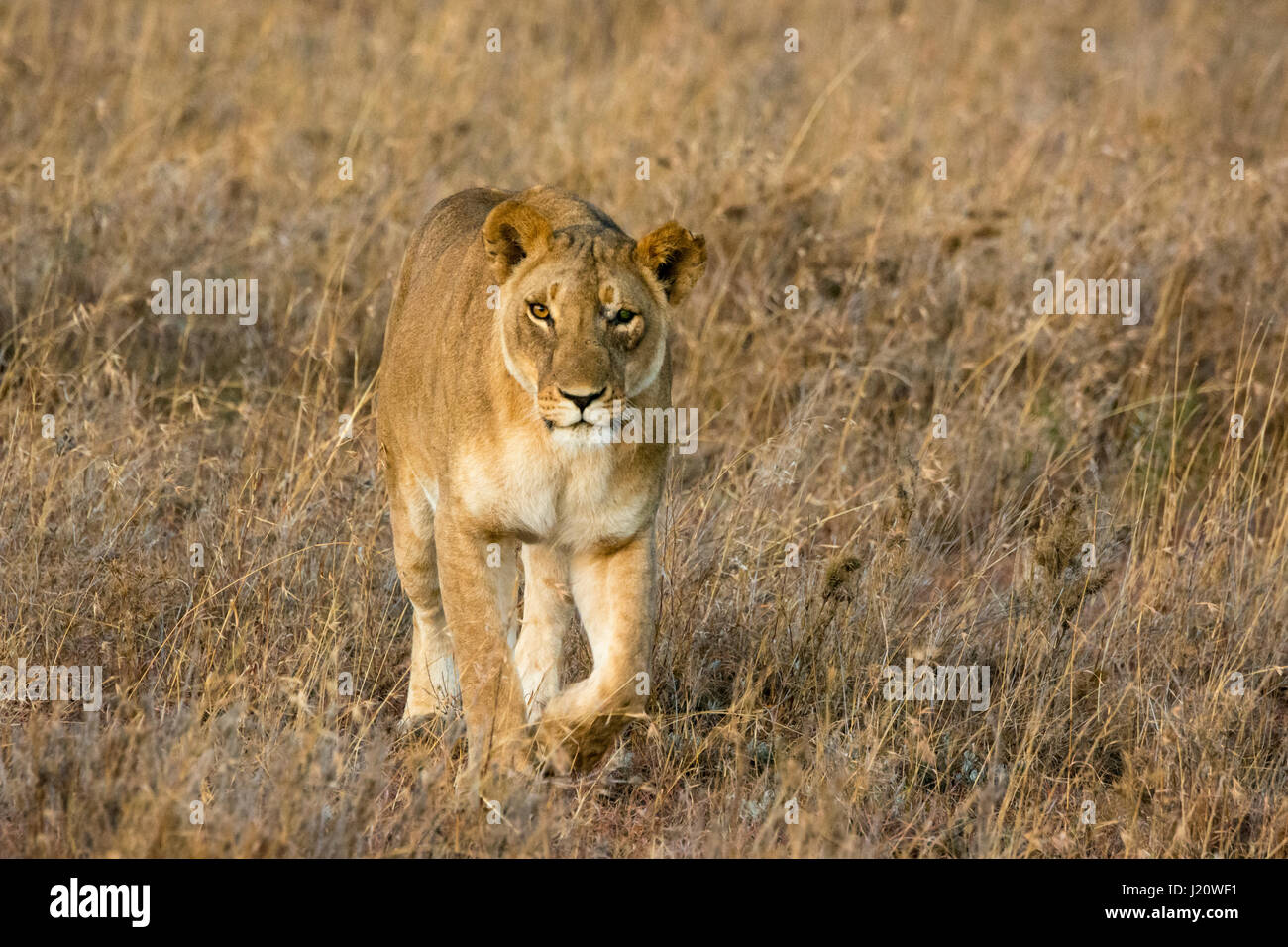 One-eyed wild Lioness, Panthera leo, walking towards and looking at camera, Ol Pejeta Conservancy, Kenya, East Africa, Female lion hunting. Stock Photo