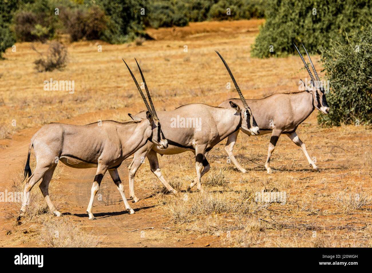 Three wild East African Oryx, Oryx, beisa, walking in the Buffalo Springs Game Reserve, Kenya, East Africa Stock Photo