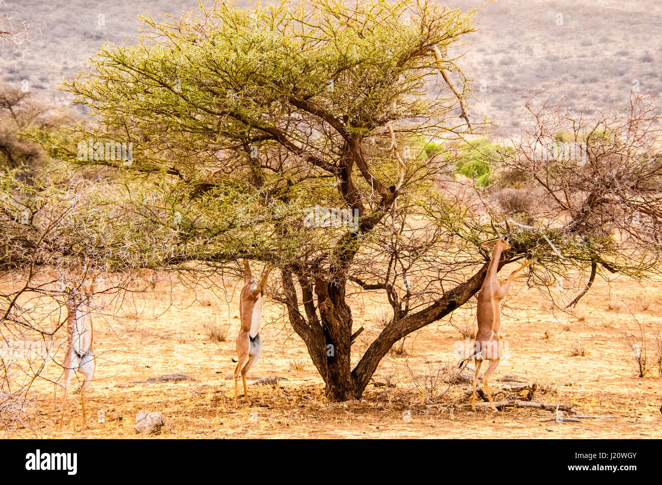 Three wild African Gerenuks,Litocranius walleri, browsing, eating from a tree in the Buffalo Springs Game Reserve, Kenya, East Africa Stock Photo