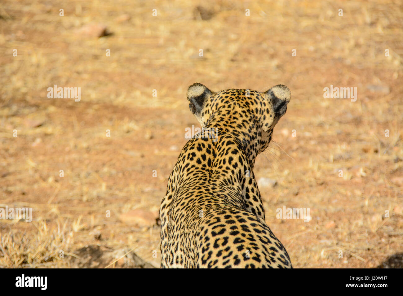 Rear view from above of a solitary wild African Leopard, Panthera pardus, at the Buffalo Springs Game Reserve, Kenya, East Africa, Stock Photo