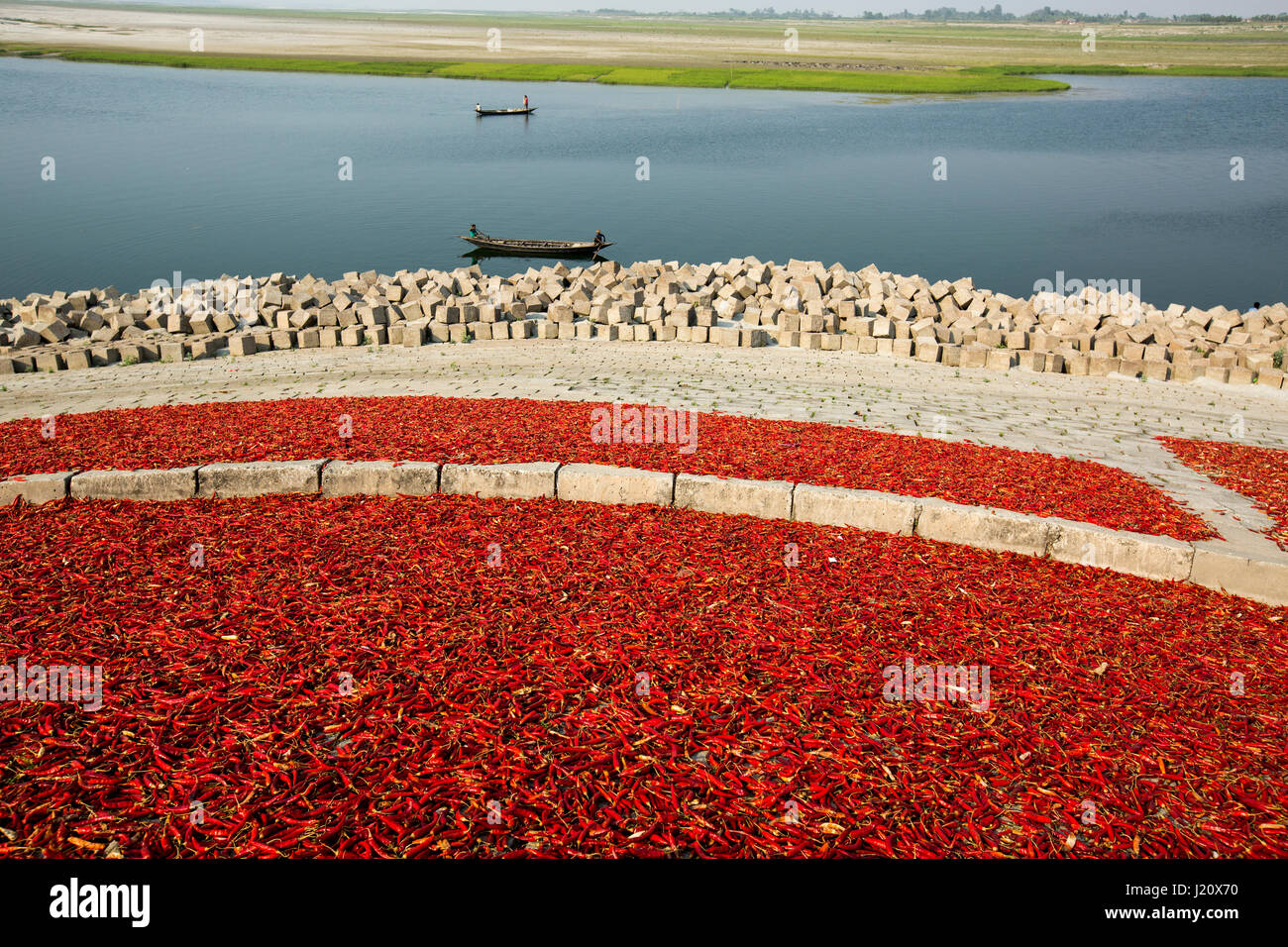 Red chillies being dried on the Jamuna Char (Jamuna river island) at Sariakandi in Bogra, Bangladesh. Stock Photo