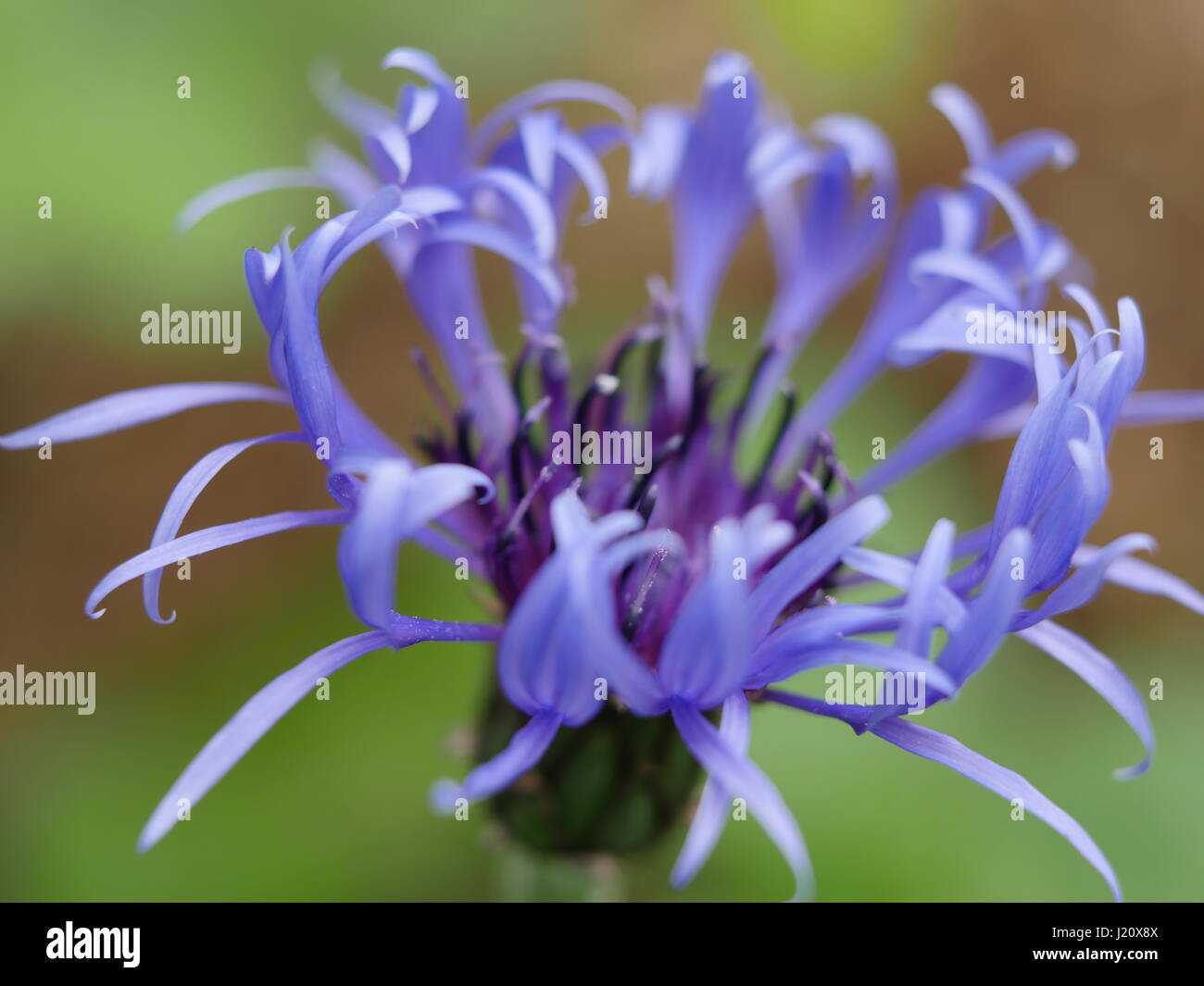 Corn flower petals opening Stock Photo Alamy