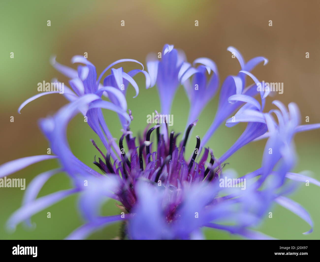 Corn flower petals opening Stock Photo Alamy