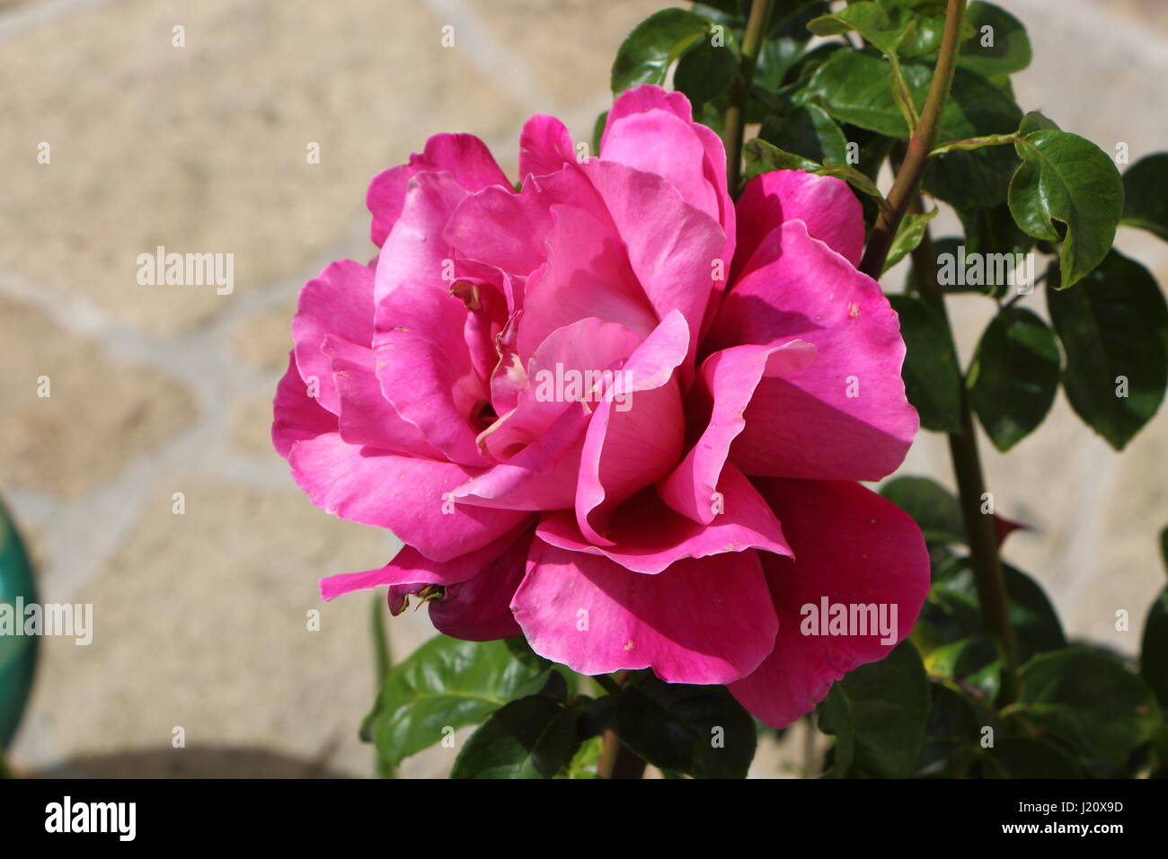 Pink rose in a garden Stock Photo - Alamy
