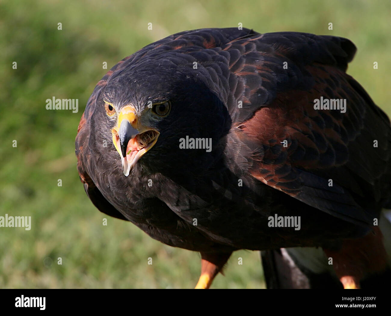 Screeching American Harris's Hawk (Parabuteo unicinctus), a.k.a. Bay-winged hawk or Dusky (Harris) hawk. Stock Photo