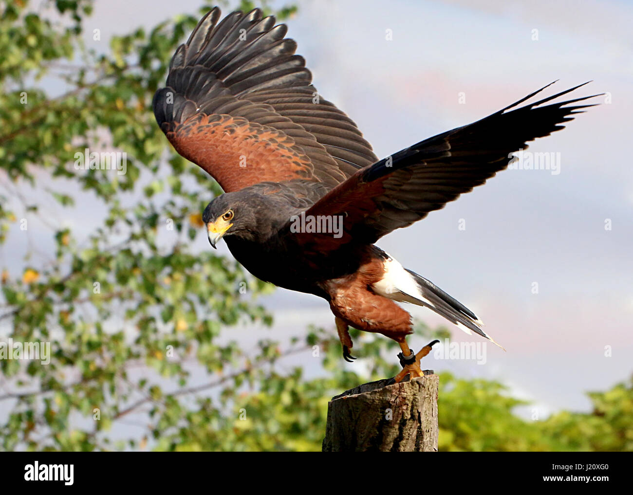 American Harris's Hawk (Parabuteo unicinctus), a.k.a. Bay-winged hawk or Dusky (Harris) hawk. Range from California to Chile. Stock Photo