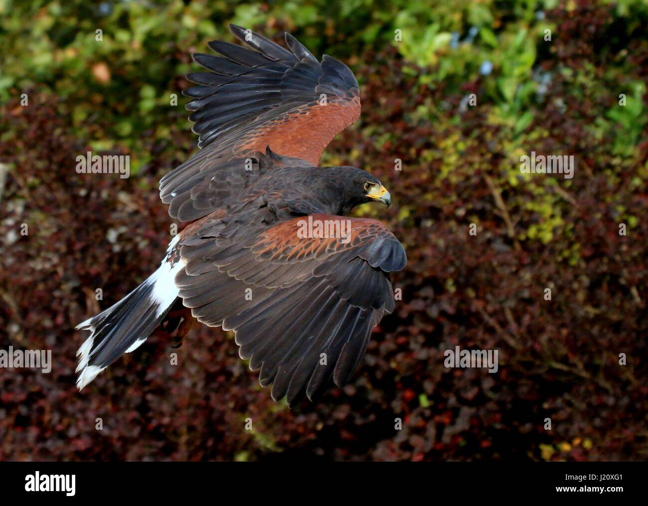 American Harris's Hawk (Parabuteo unicinctus), a.k.a. Bay-winged hawk or Dusky (Harris) hawk in flight. Range from California to Chile. Stock Photo