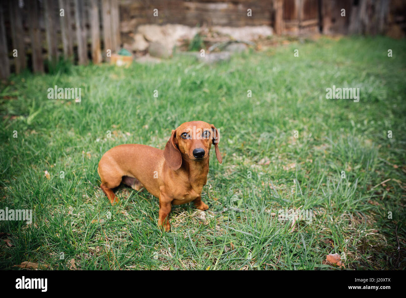 Dachshund dog in outdoor. Beautiful Dachshund standing on the green