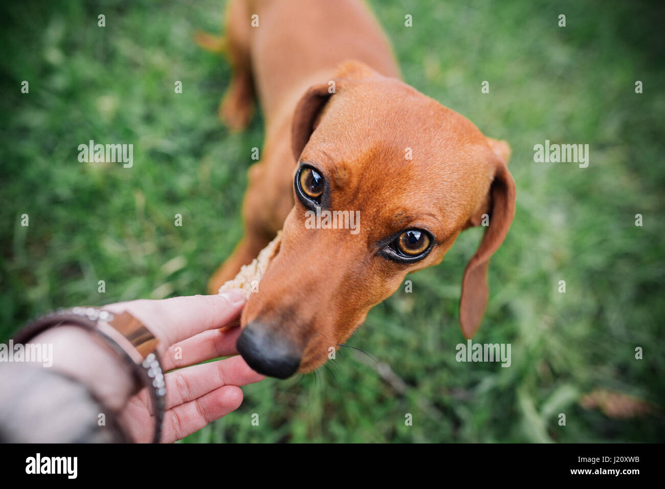 Dachshund dog in outdoor. Beautiful Dachshund eating with hands. green