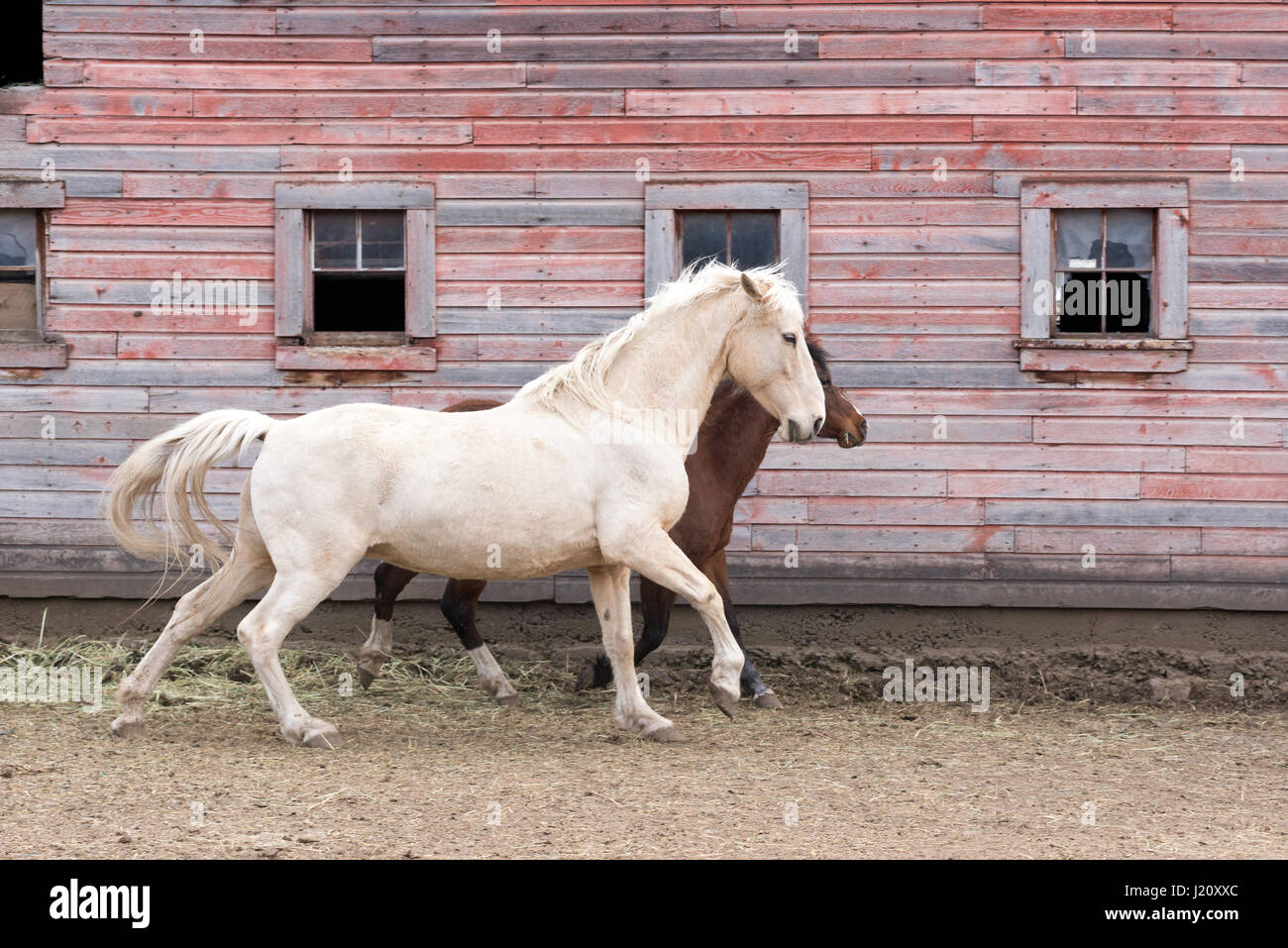 Horses and barn, Wallowa Valley, Oregon Stock Photo Alamy
