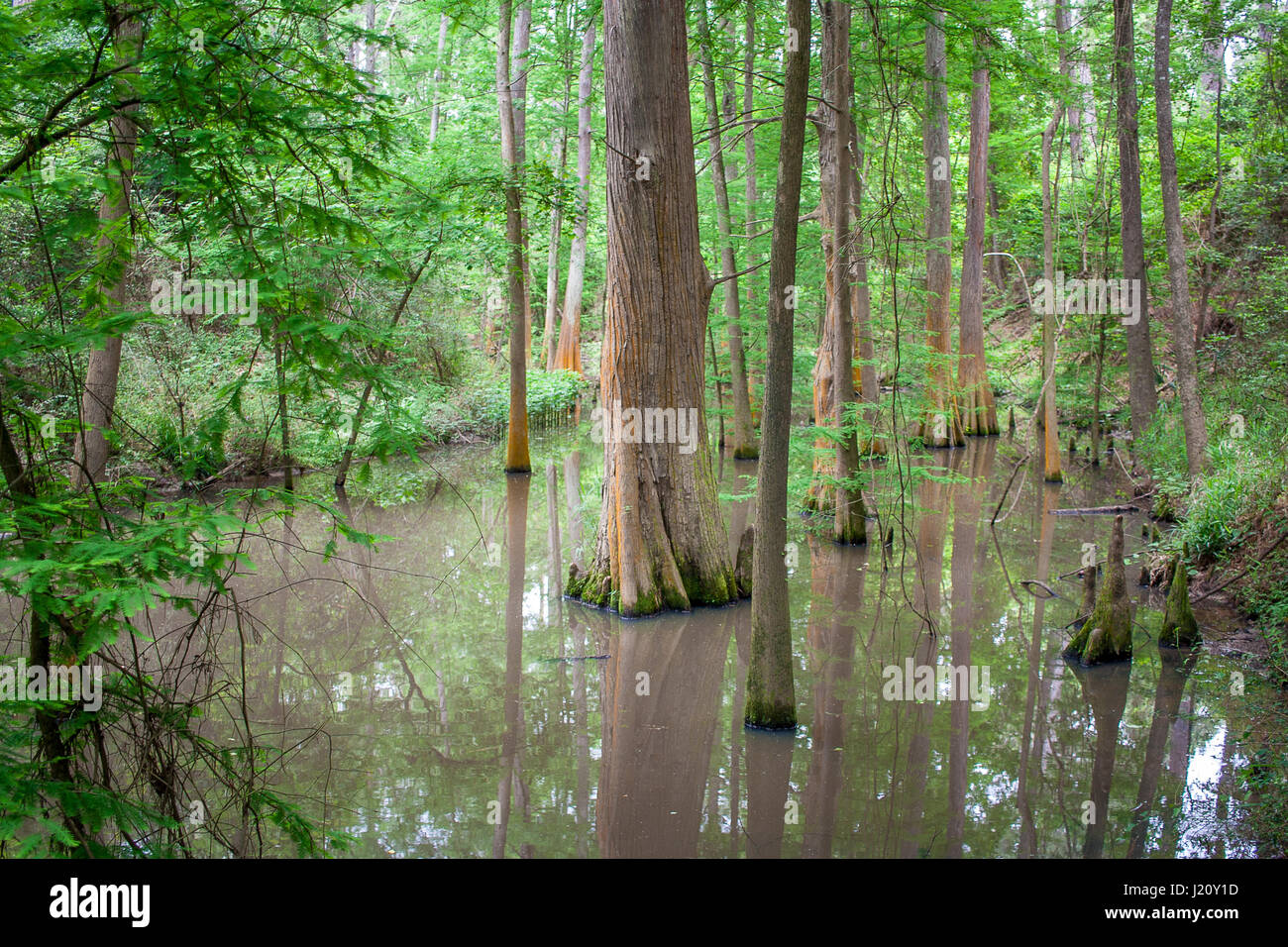Cypress trees growing in water in Houston, Texas Stock Photo Alamy