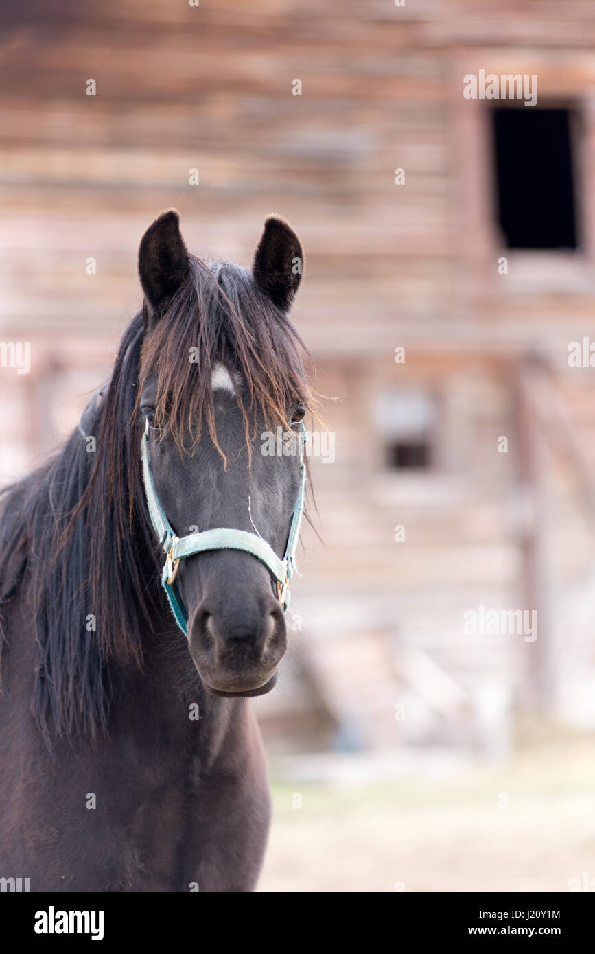 Horse and barn, Wallowa Valley, Oregon Stock Photo Alamy