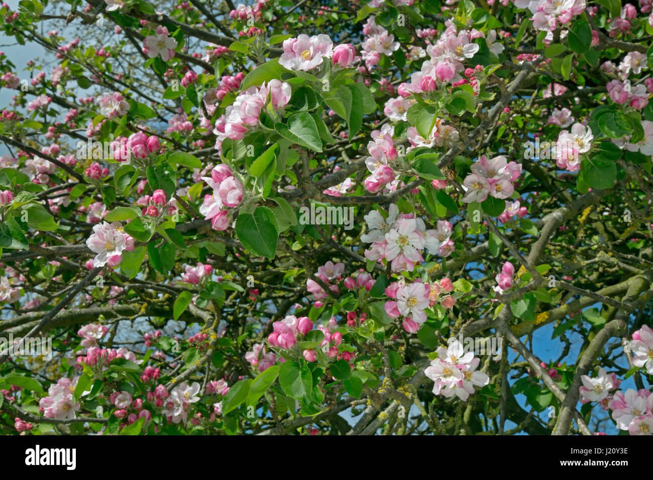 Bramley apple  blossom Stock Photo