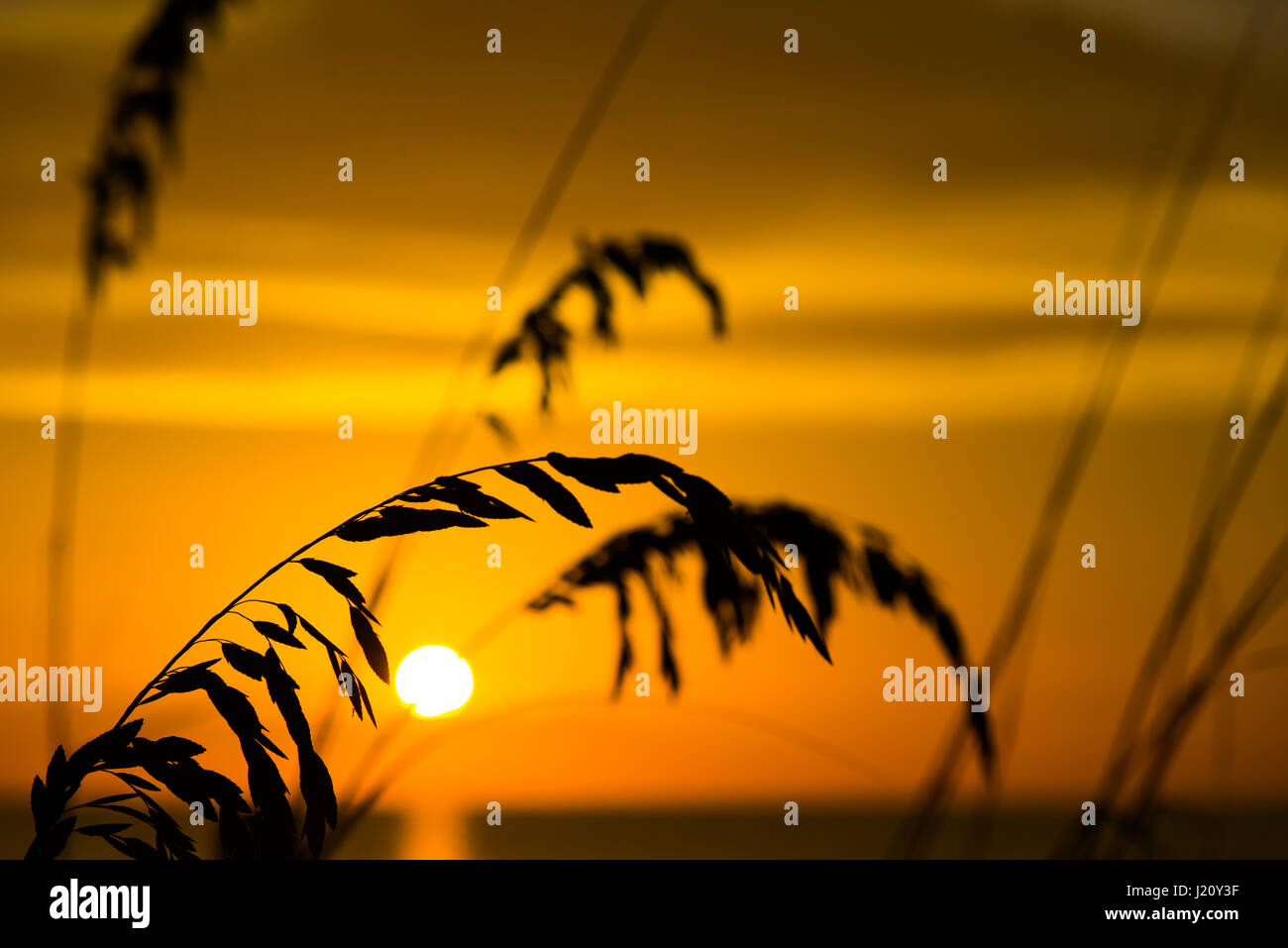 Sea oats and grass in silhouette at the beach as the golden warm sun reflects back and brings a close to the day with a red orange glowing sunset Stock Photo