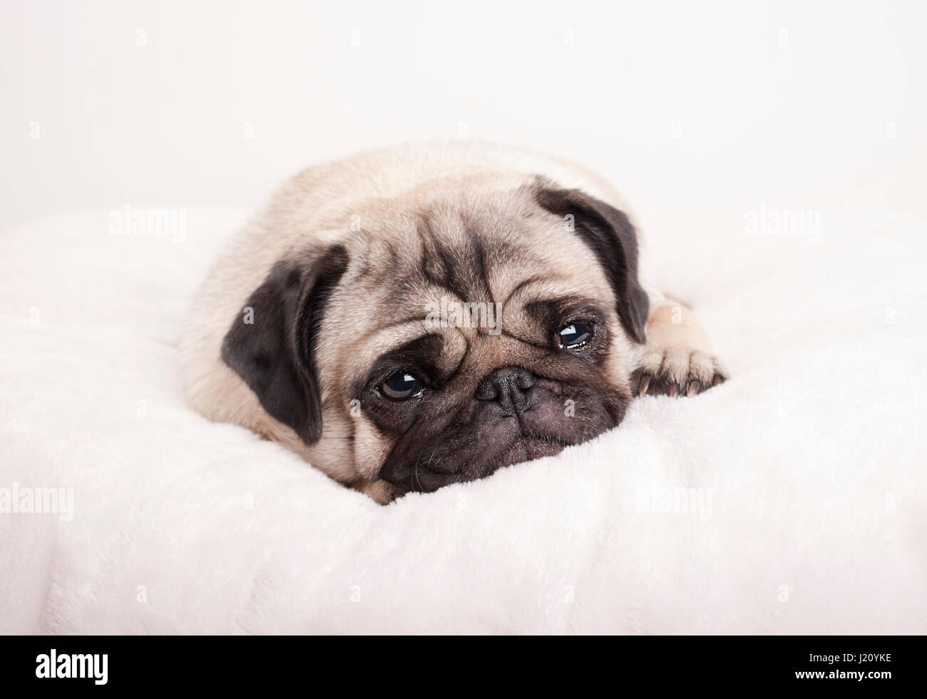 sad little pug puppy dog, lying down crying on fuzzy blanket Stock Photo