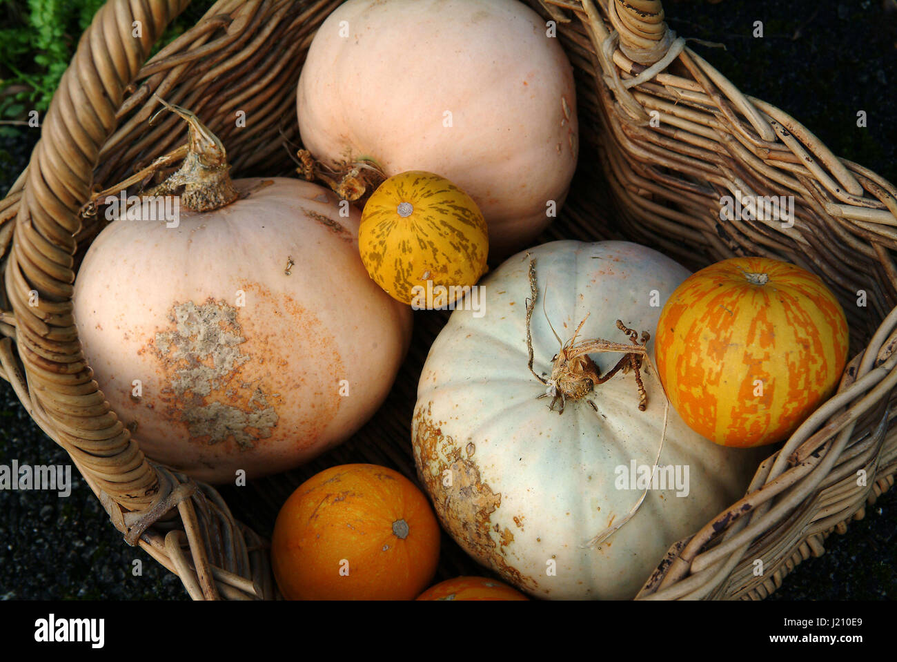 A selection of squashes/pumpkins in a basket Stock Photo