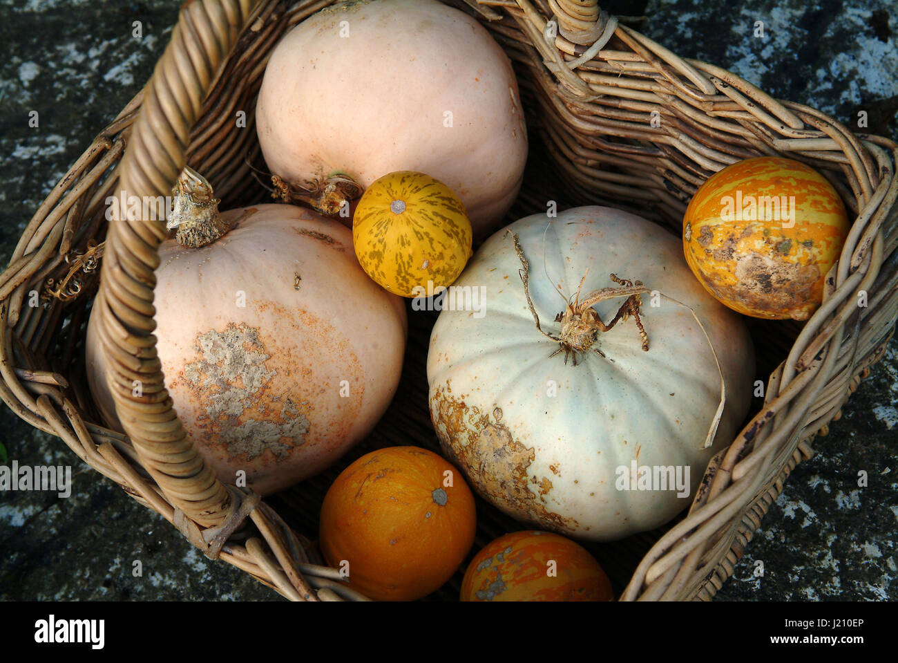 A selection of squashes/pumpkins in a basket Stock Photo