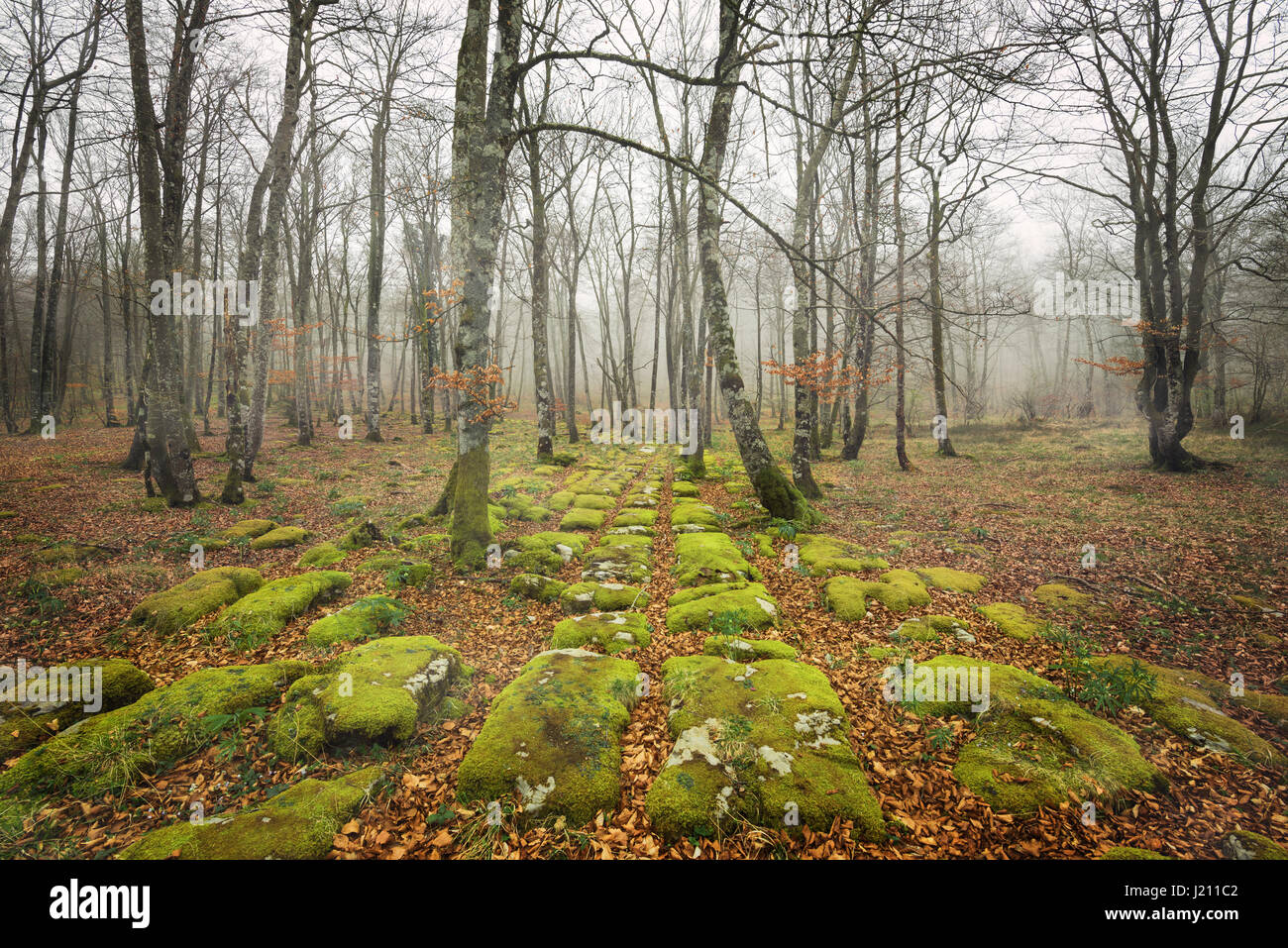 Rock pathway in autumn forest, Santiago mount, Burgos, Spain. Stock Photo