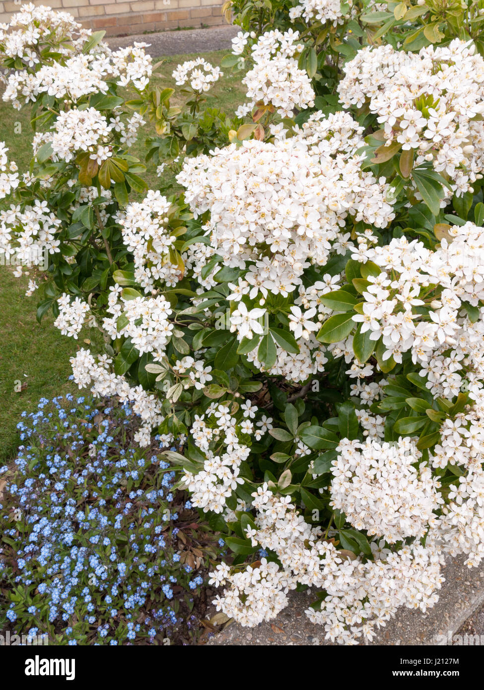beautiful bush of bunches of white flower heads in spring light with