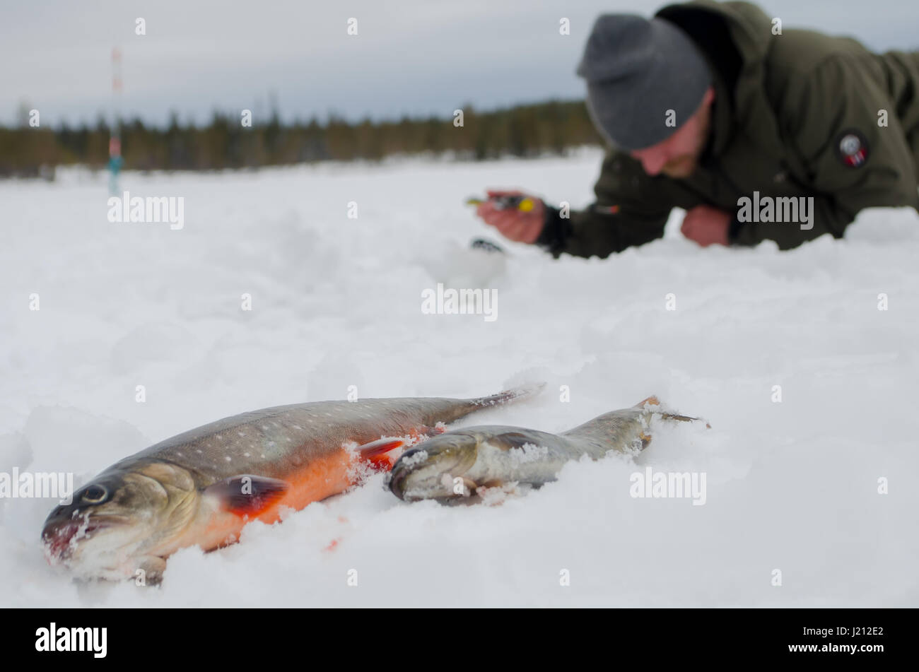 Artic char and brown trout in foreground with man lying on the ice fishing in background Stock Photo
