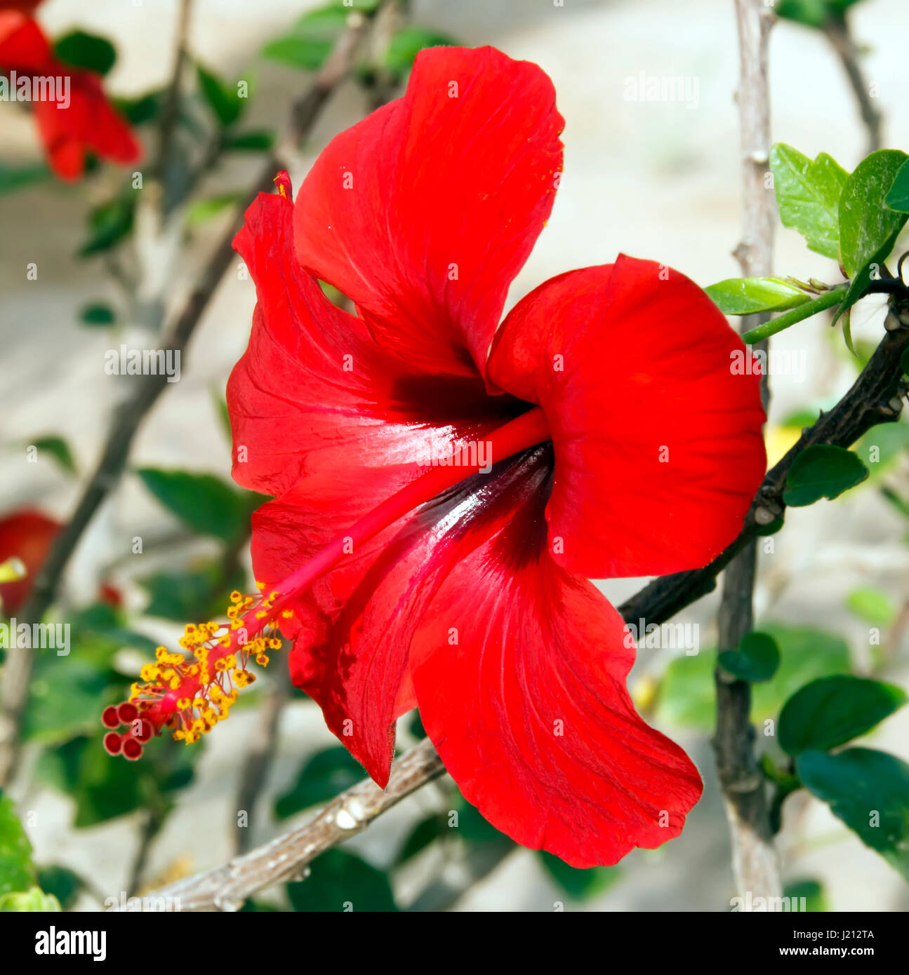 Red Chinese Rose Flower Stock Photo Alamy