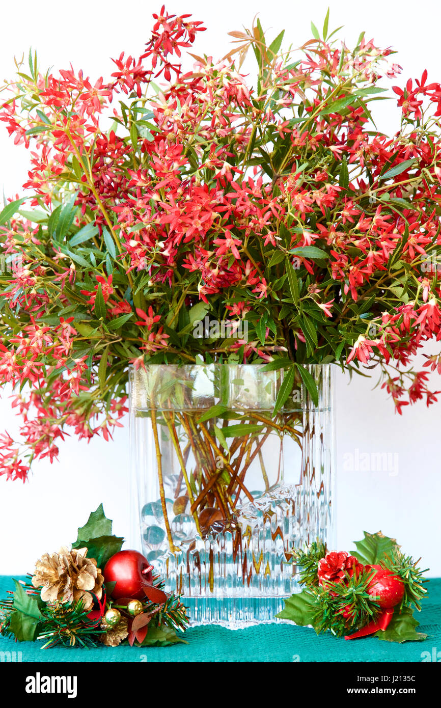 Australia Christmas Bush High Resolution Stock Photography and Images