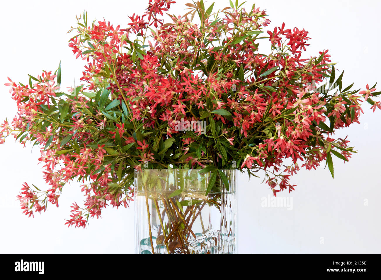 A vase of Christmas bush flowers Stock Photo - Alamy
