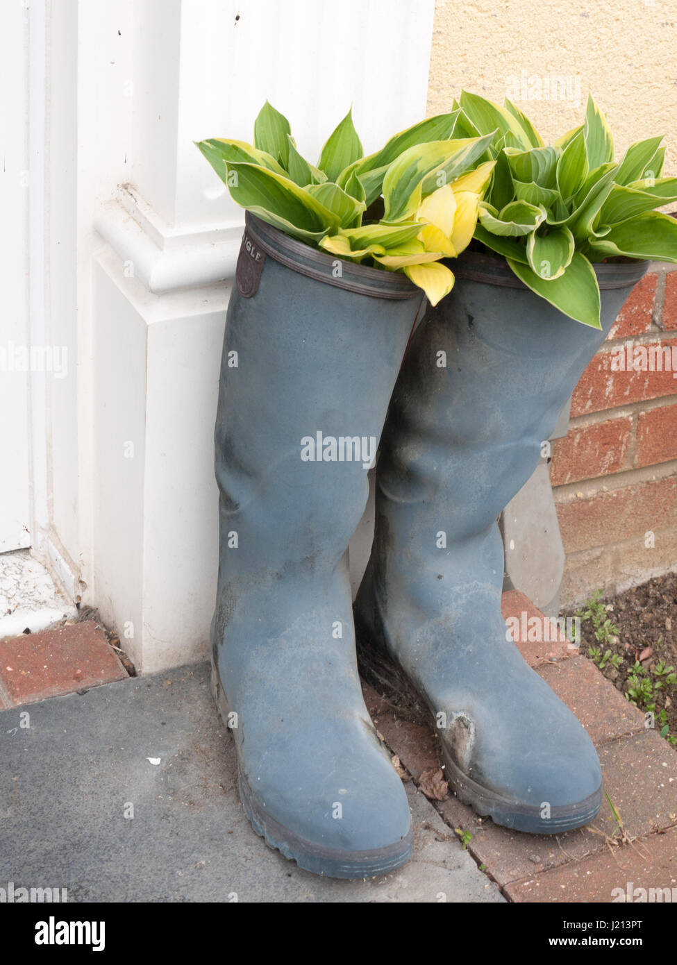 Buy > cool wellington boots > in stock