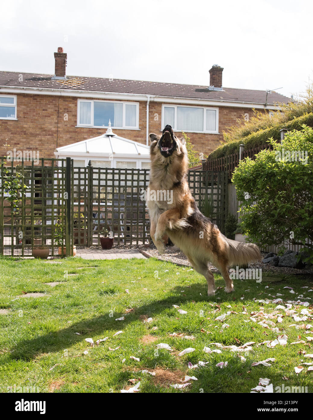 Dog jumping Stock Photo