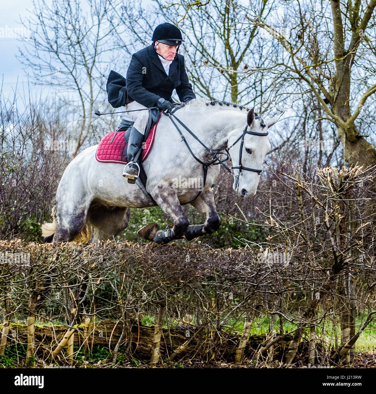 55 fotos de stock e banco de imagens de Horse Jumping Hedge - Getty Images