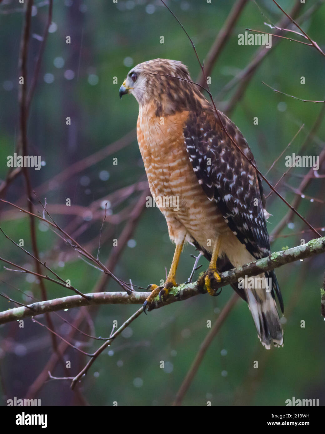 Marsh hawk hi-res stock photography and images - Alamy