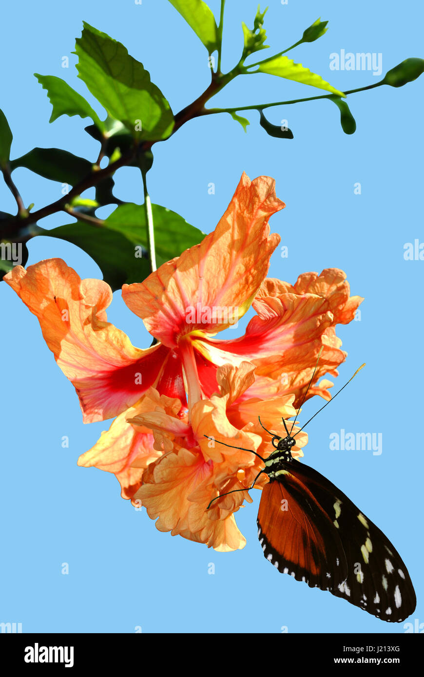 Butterfly Heliconius hecate on a Hibiscus rosa senensis Double Orange