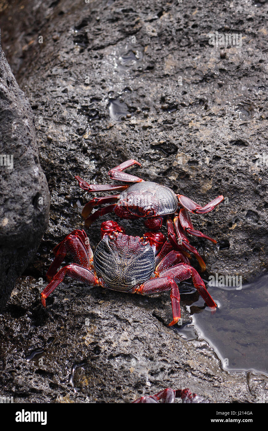 GRAPSUS ADSCENSIONIS . RED ROCK CRAB. SALLY LIGHTFOOT CRAB. BASKING ON ROCKS ON THE ISLAND OF LANZAROTE. Stock Photo