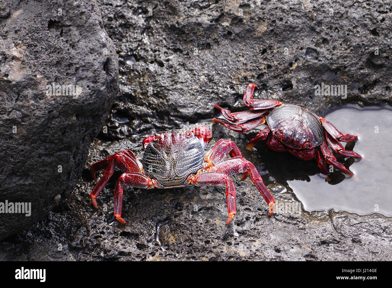 GRAPSUS ADSCENSIONIS . RED ROCK CRAB. SALLY LIGHTFOOT CRAB. BASKING ON ROCKS ON THE ISLAND OF LANZAROTE. Stock Photo