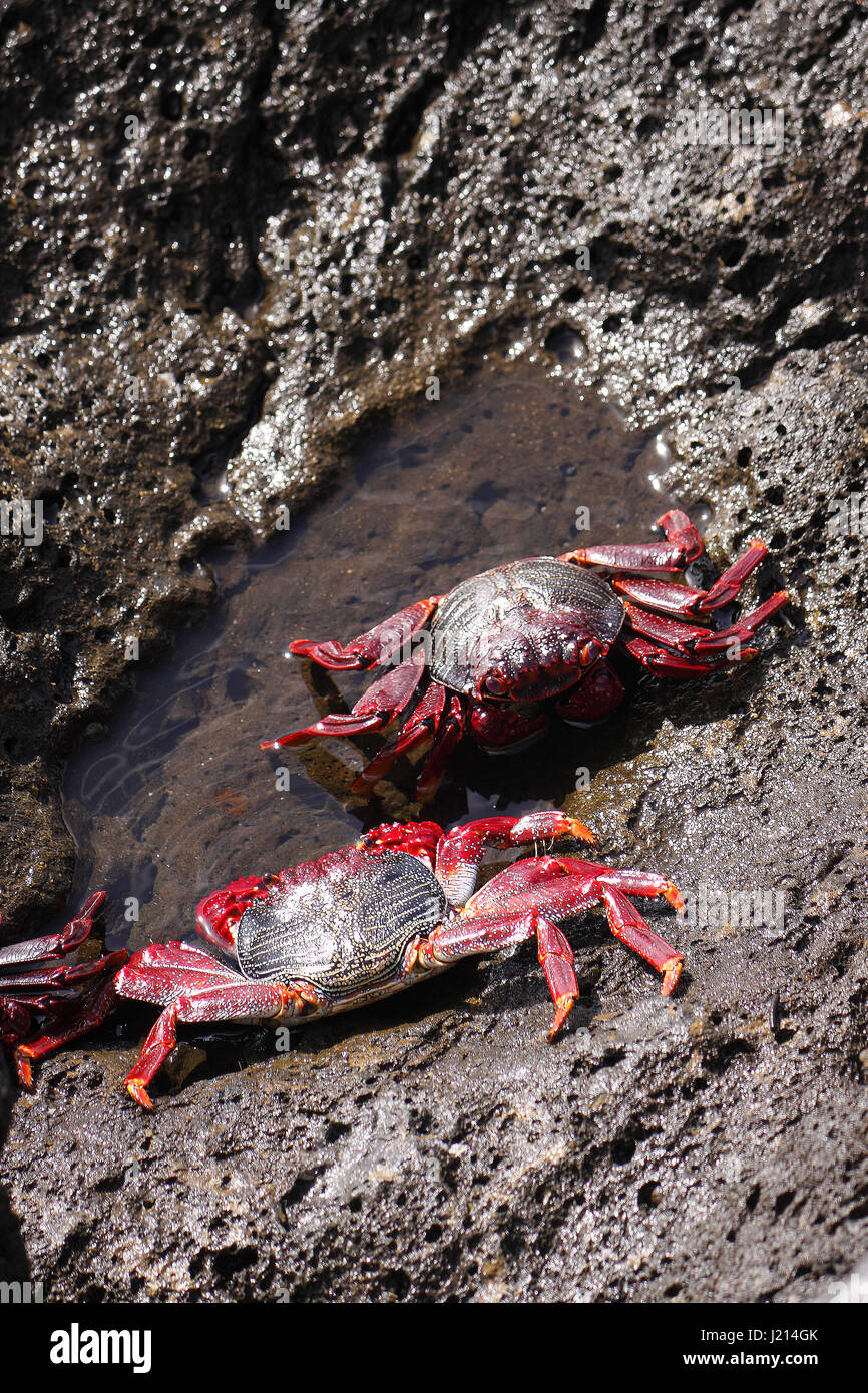 GRAPSUS ADSCENSIONIS . RED ROCK CRAB. SALLY LIGHTFOOT CRAB. BASKING ON ROCKS ON THE ISLAND OF LANZAROTE. Stock Photo