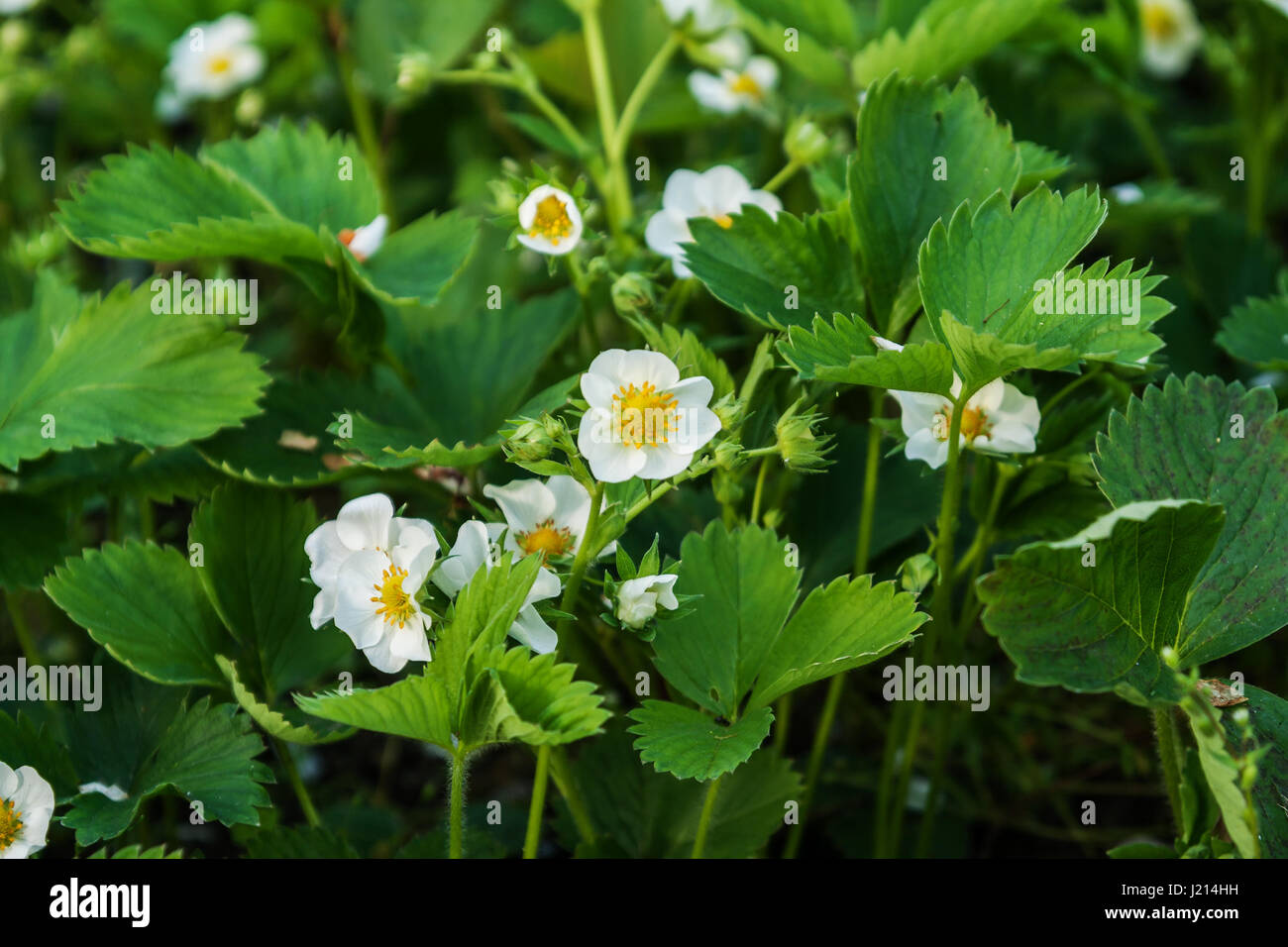 Strawberry flowers on the field grow on a sunny day Stock Photo - Alamy
