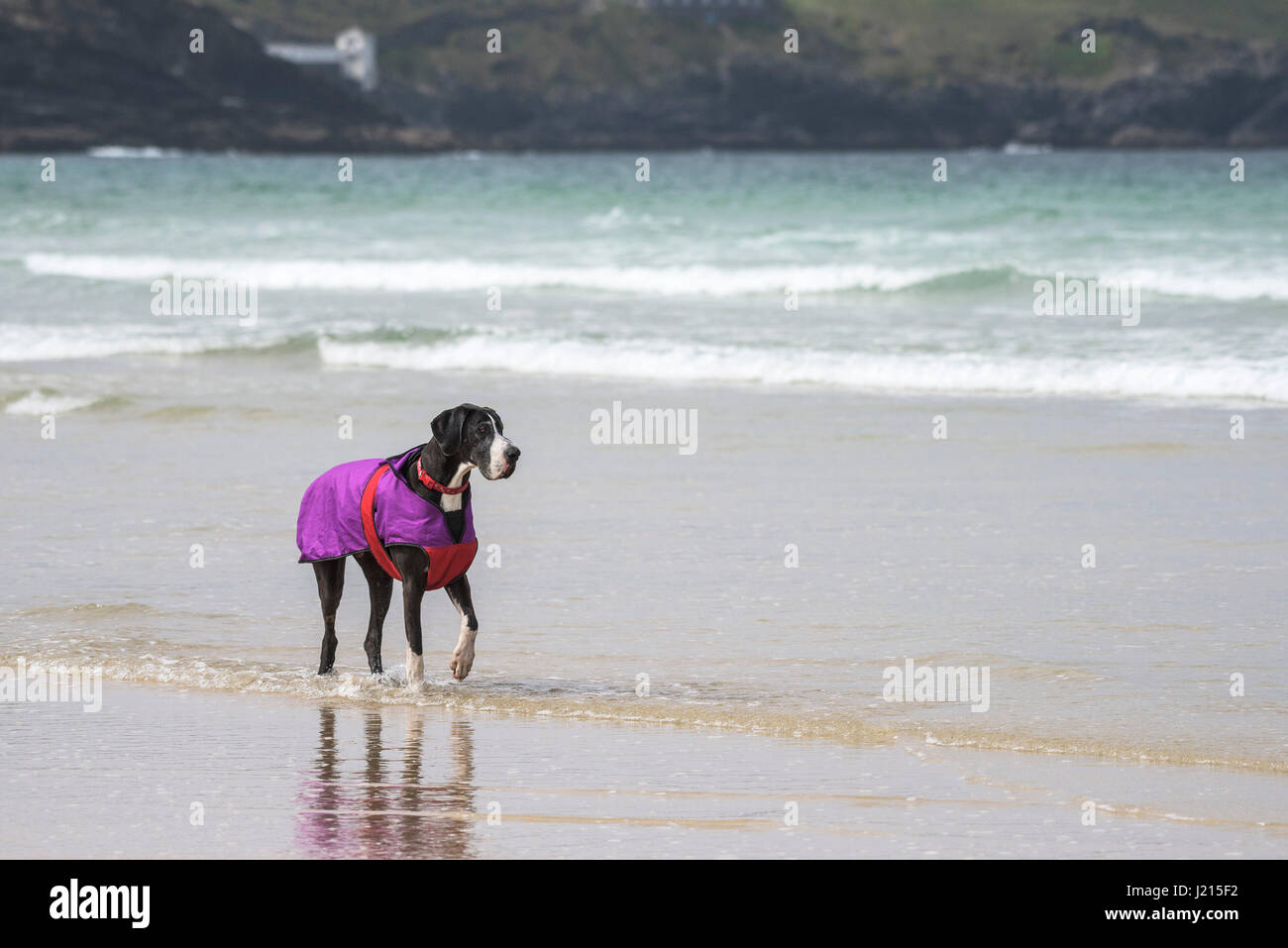 A Great Dane dog walking along the shoreline on Fistral beach in Newquay, Cornwall. Stock Photo