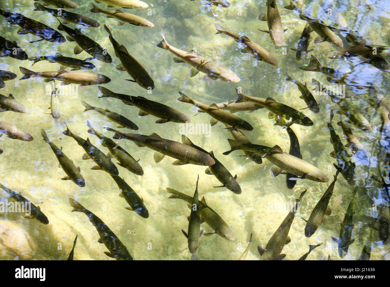 School of small fish swimming near the surface of the water Stock Photo