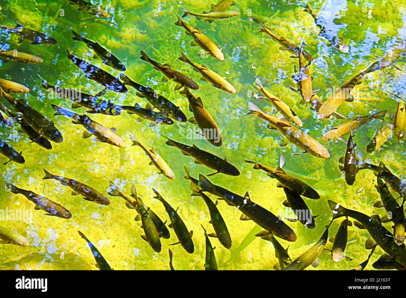 School of small fish swimming near the surface of the water Stock Photo