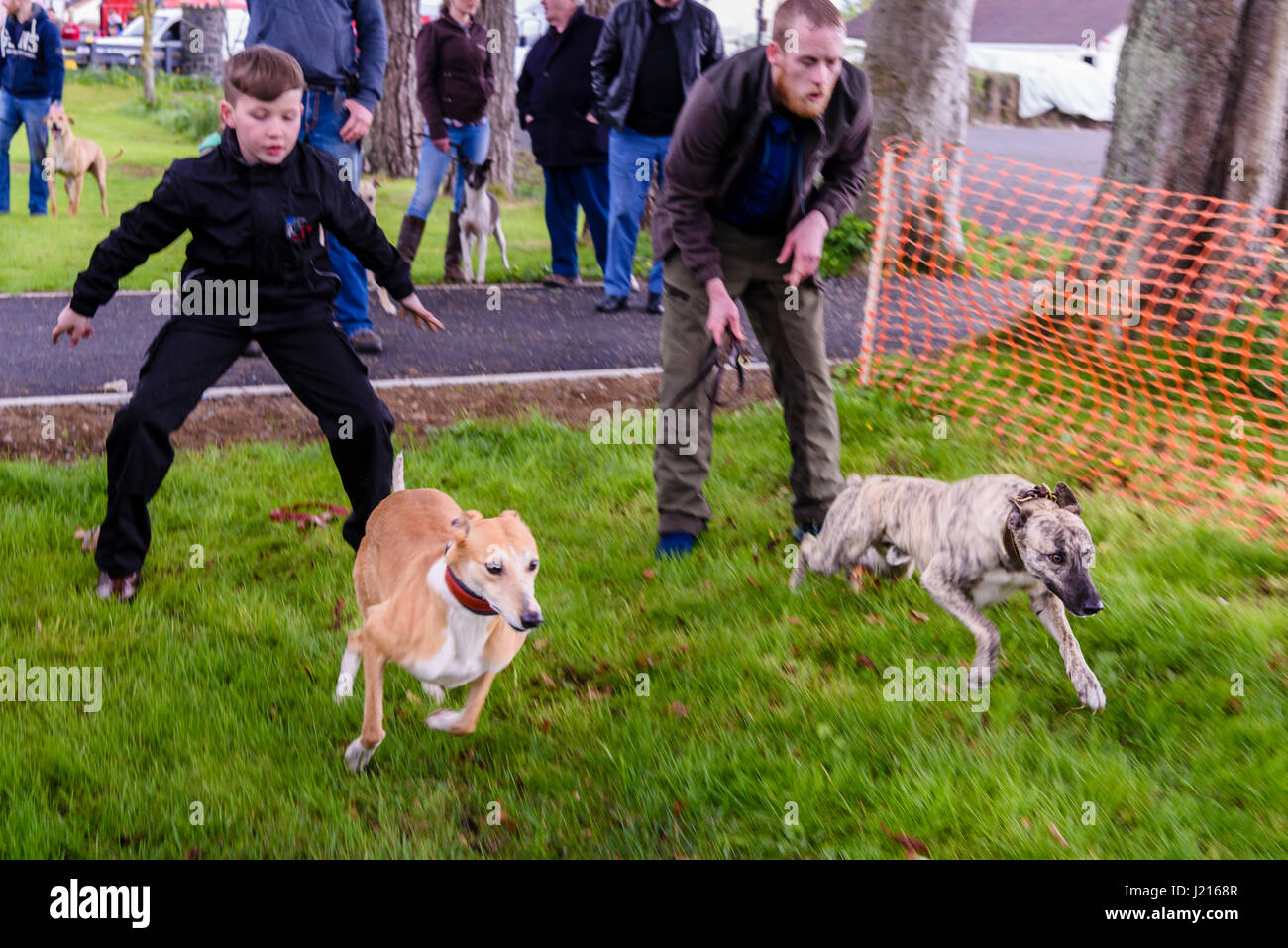 People race greyhounds during an amateur event in Toome, Northern Ireland. Stock Photo