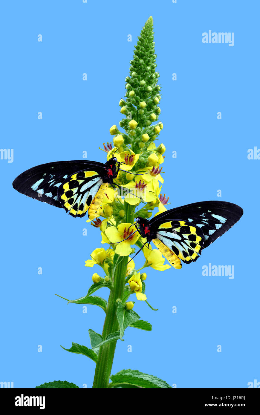 Cairns Birdwing Latin name Ornithoptera euphorion on Agrimony flowers
