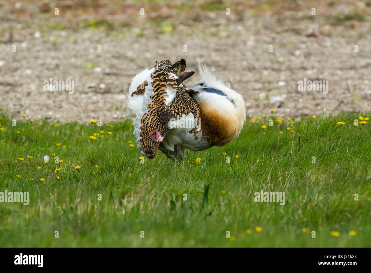 Great bustard (Otis tarda), part of the UK reintroduction scheme. Note the wing tag on this individual. Displaying male. Stock Photo