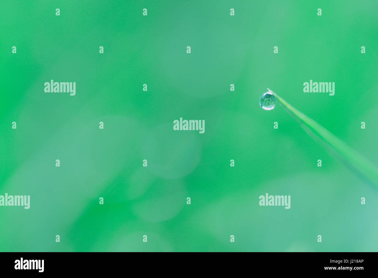 Dew on blade green hi-res stock photography and images - Alamy