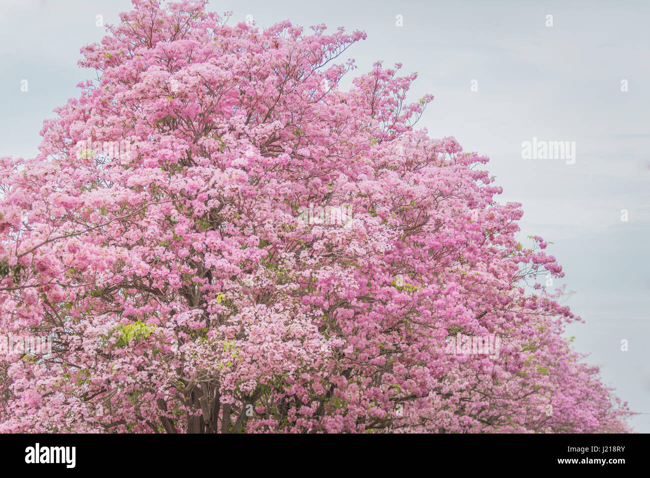 Pink Tabebuia rosea flower blooming in spring. Stock Photo