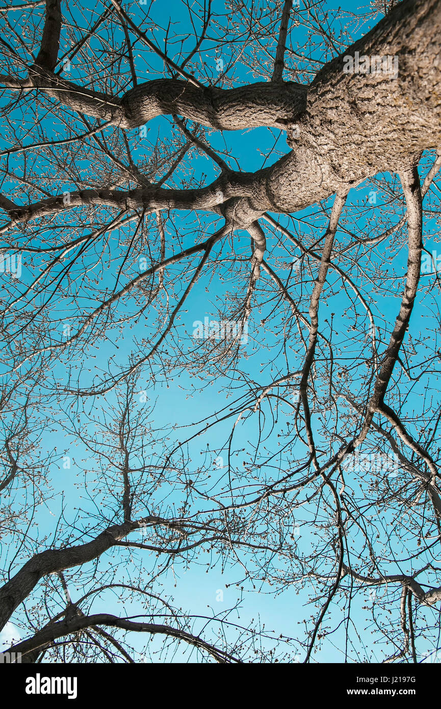 sinuous branches of the trees against the blue sky, bottom view Stock Photo