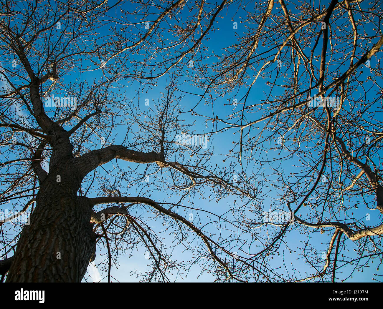 sinuous branches of the trees against the blue sky, bottom view Stock Photo