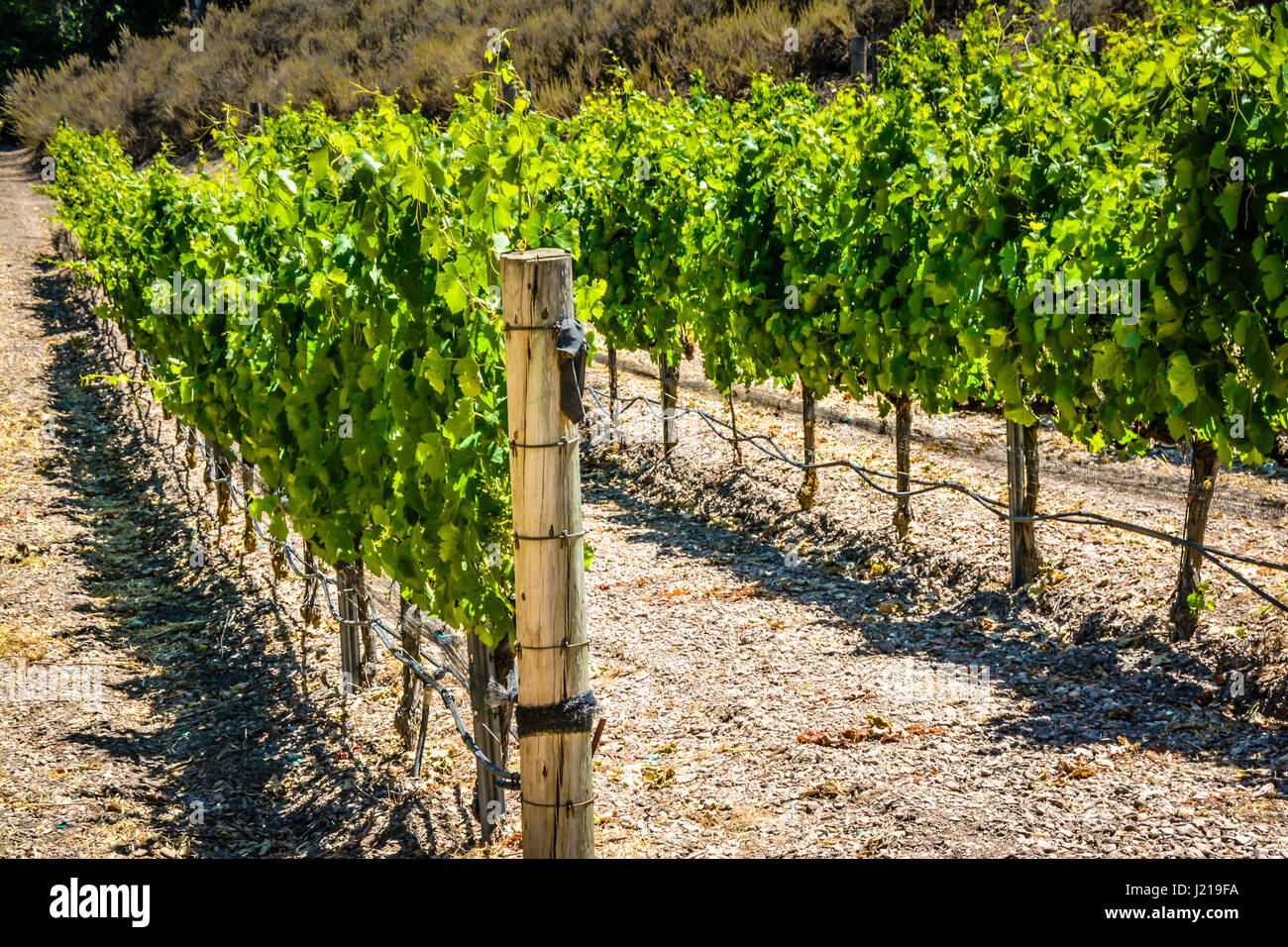 trellises of grapevines trail along the rows of a vineyard amongst J219FA