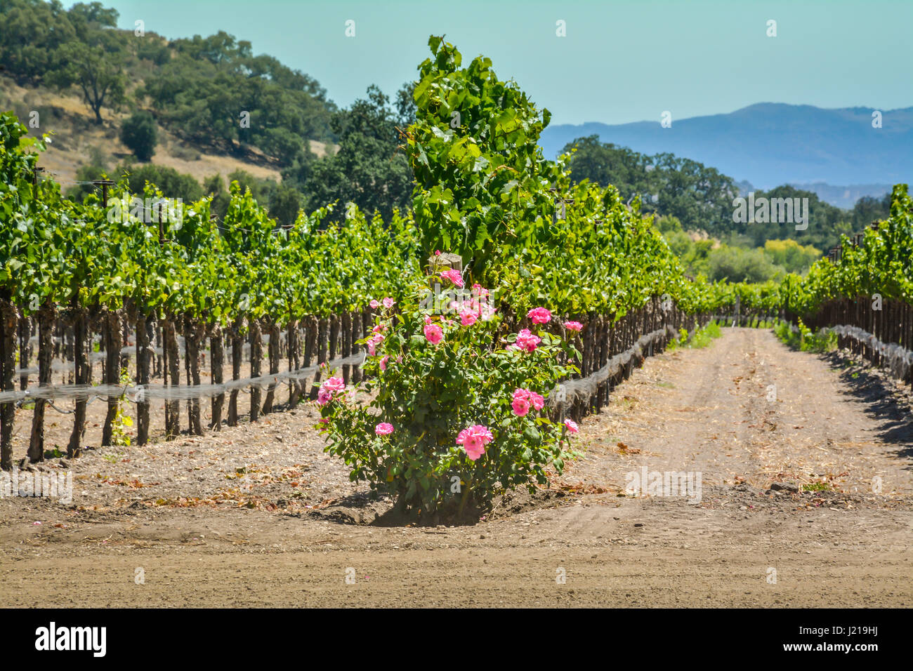 Trellises of grapevines trail along the rows of a vineyard amongst the rolling hills and mountains of the Santa Ynez Valley wine country in California Stock Photo